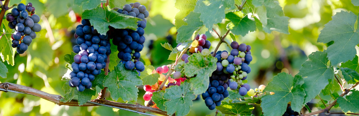 Sontuosi grappoli di uva nera circondati dai pampini della vite rigogliosa della Casetta Pergola.