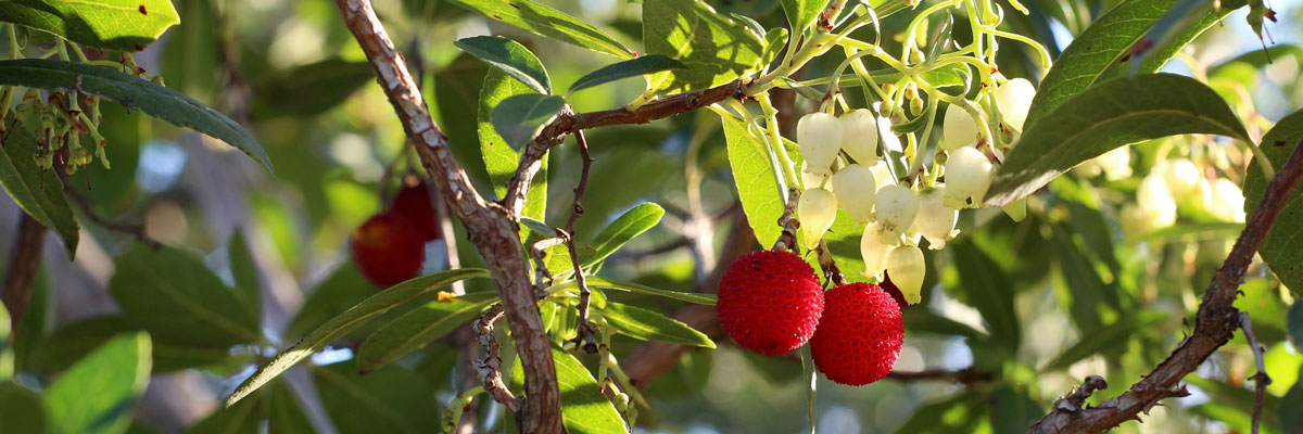 Sulla pianta del corbezzolo possono essere presenti contemporaneamente il rosso dei frutti, il bianco dei fiori e il verde delle foglie.