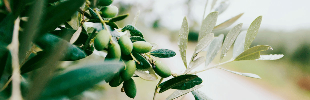 Ramo di ulivo con un grappolo di frutti e le foglie dal caratteristico aspetto, verde nella parte superiore e argentato nella pagina inferiore.