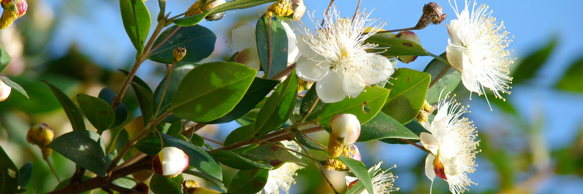 Fiori bianchi di mirto, arbusto aromatico sempreverde tipico della macchia mediterranea.